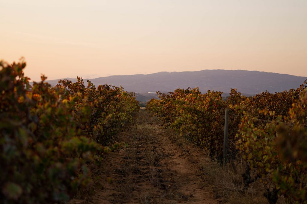 view over figueira. vineyard and mountain in back