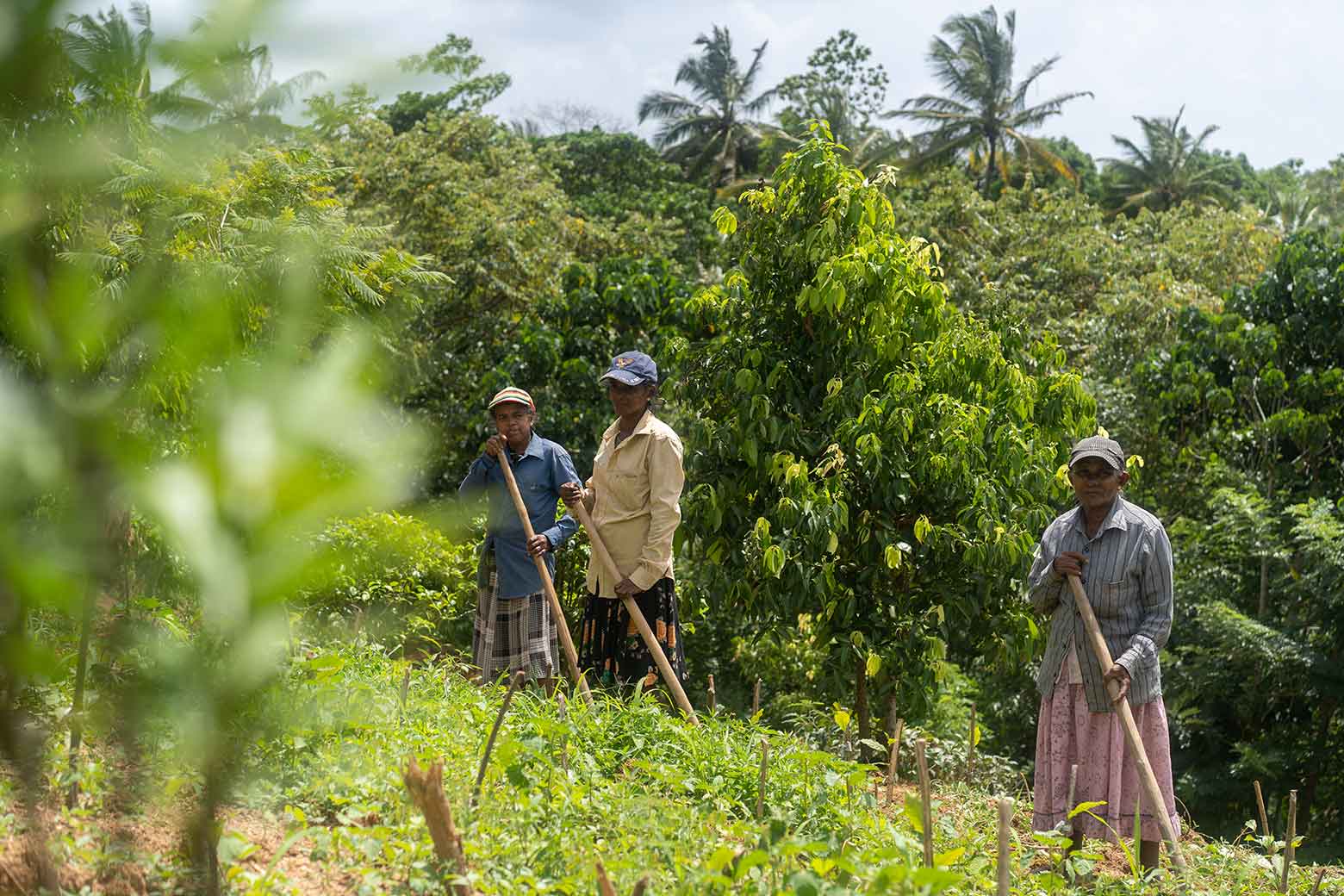 https://www.soulandsurf.com/wp-content/uploads/2022/04/Sri-LankaRetreat-images-@lesleywiggles_Tea-estate-workers.jpg