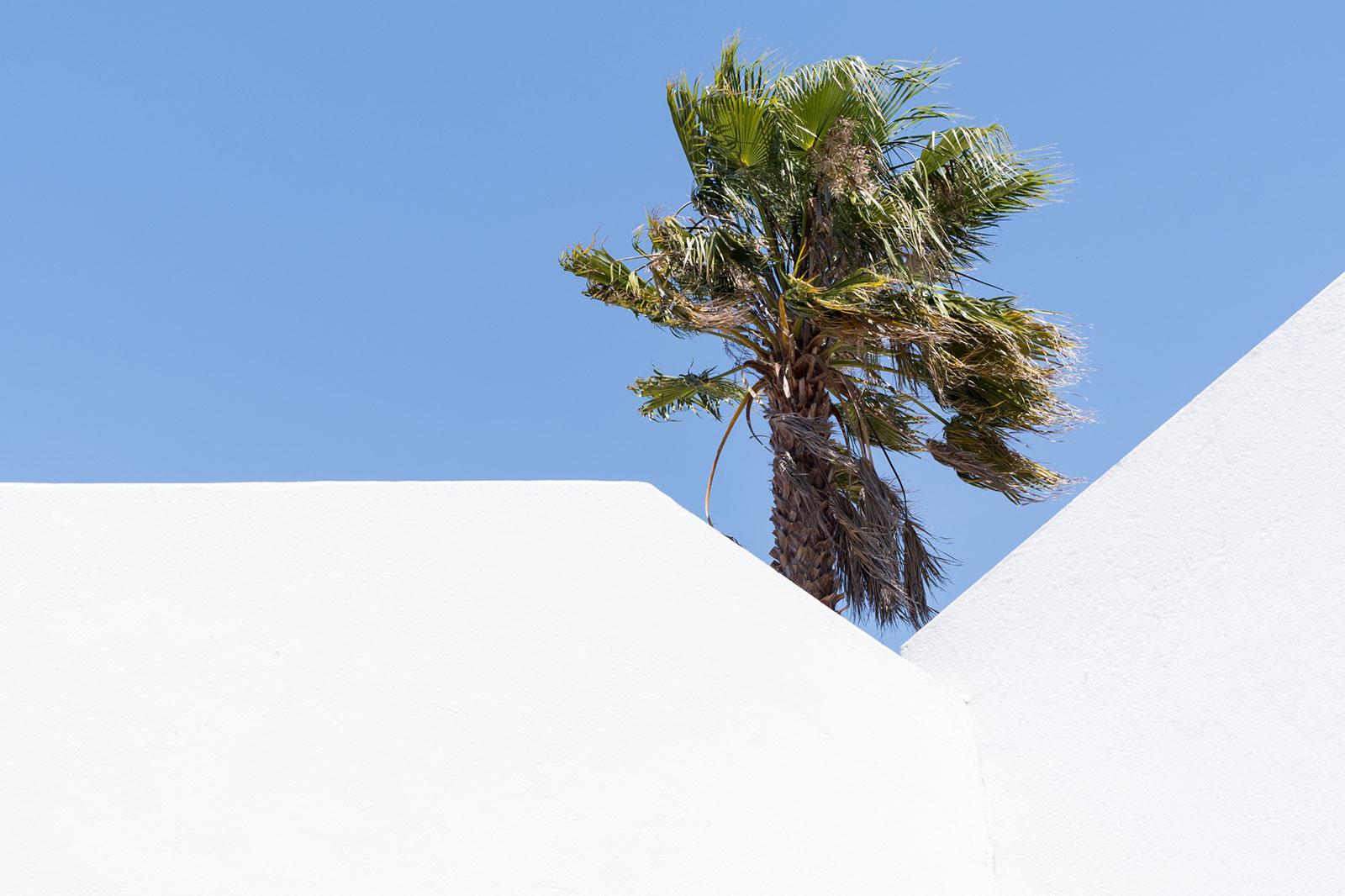 Design led hotel in the Algarve with palm tree